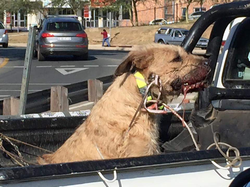 PigSpotter's tweet photo. Assholes like those deserve to be exposed. SPCA....Go forth and do your worst! #AnimalAbuse #HumanTrash #CR28RDGP http://t.co/cJUCaUGmzz