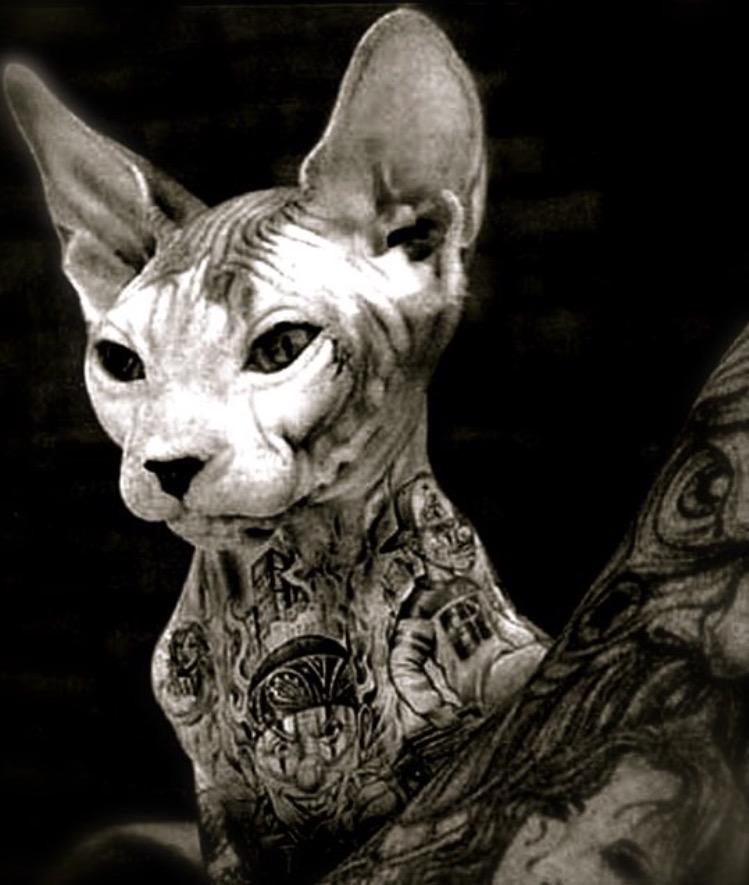 ReflectivKitten's tweet photo. HIS painted kitten
#RKIT http://t.co/MogonzZDXL