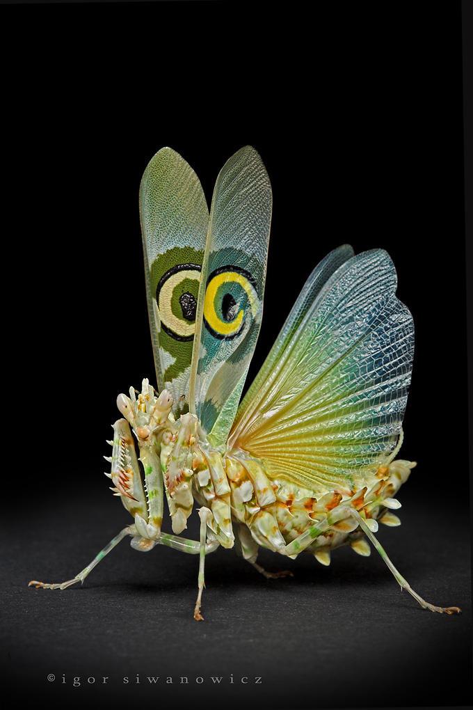 ProfJamesLogan's tweet photo. Well now this is just ridiculous 👍 #spinyflowermantis http://t.co/Qb8gJNhrzR