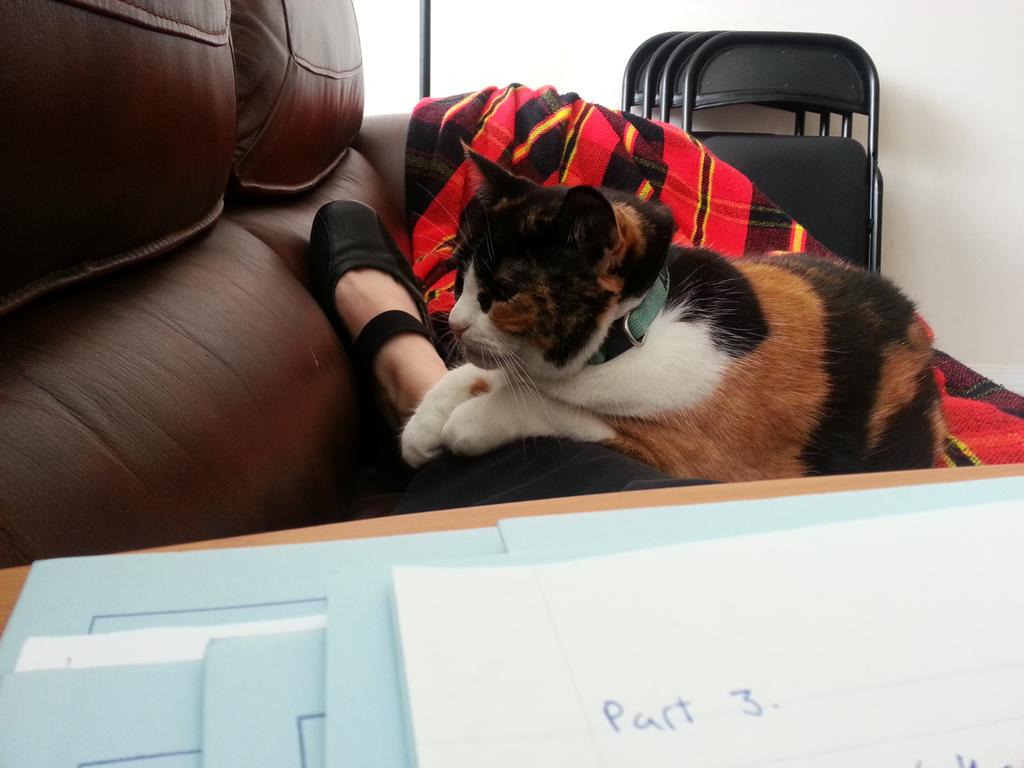 pilgrimchick's tweet photo. Grading help. #cats #CatsOfTwitter #academicswithcats #PhD #PhDlife #correctingtests http://t.co/e9MDUoWo79