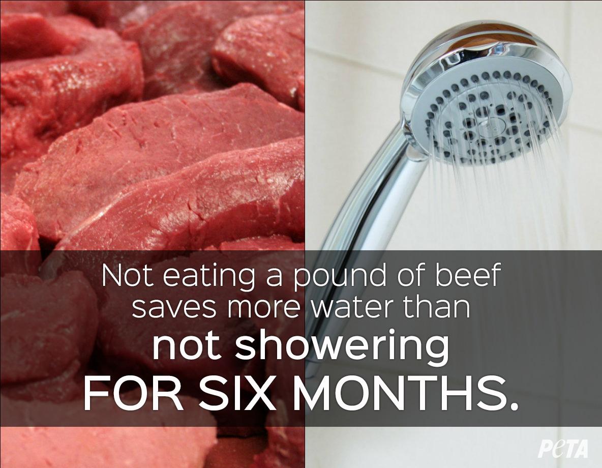 peta's tweet image. Because it takes over 2,400 gallons of water to produce just 1 POUND of beef.

#MeatsNotGreen #Reasons2GoVegan