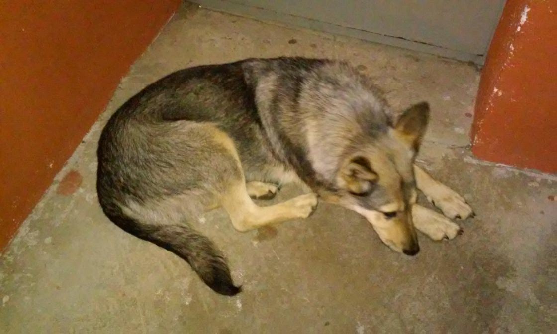 likeremy's tweet image. Varbūt kādam Ventspilī pazudis suns? Šobrīd guļ pie kāpņu telpas lielā pr. Un brīvības ielas sētā! :( #help #RT