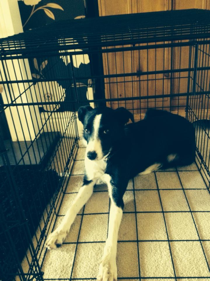 The_Animal_Team's tweet photo. MISSING Rosie in #Darwen #lost #dogs @DOGSMISSING @DoglostUK Mon 4/4/2015 http://t.co/e0ZHT8Qk24