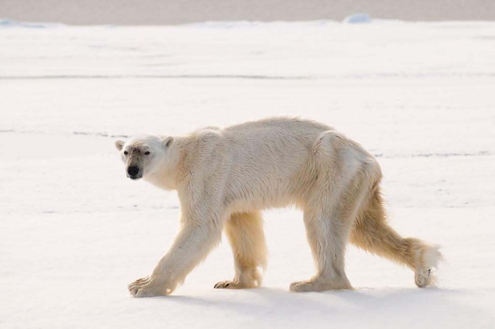 AEDerocher's tweet photo. New paper: longest dive for #polarbears 3 min 10 s &amp; swam 45–50 m without a breath. Hunting bearded seals. http://t.co/TYDrswMDs9