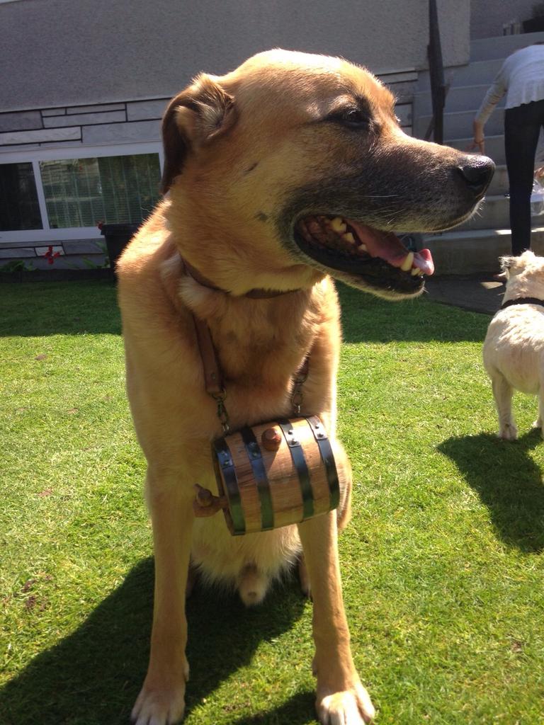 dannysmith604's tweet image. Yo @SonsofVancouver, check out #Sheamusthedog repping the SoV Emergency Cask!!! 

@EvanHorie