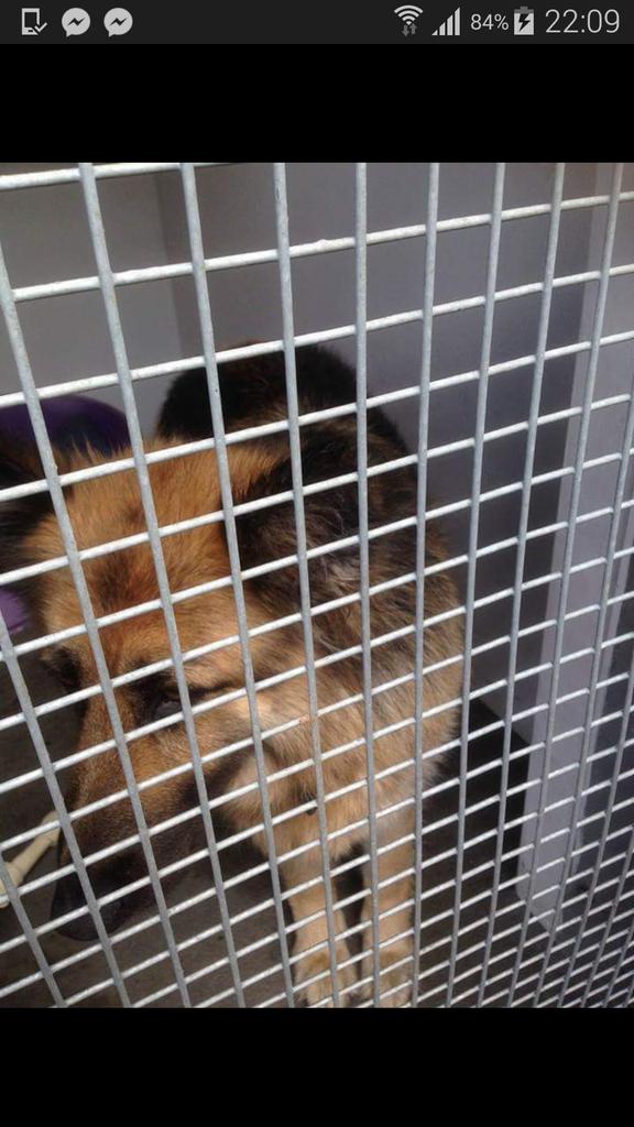 findmurphyhusky's tweet photo. Found tied to Lampost 2.2.15 reunited with owner today been missing since 2011 π Never give up hope π http://t.co/IaPjux80el