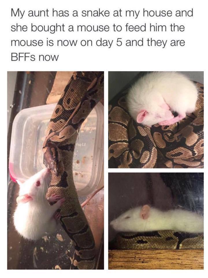 even the biggest enemies can ne friends 😌