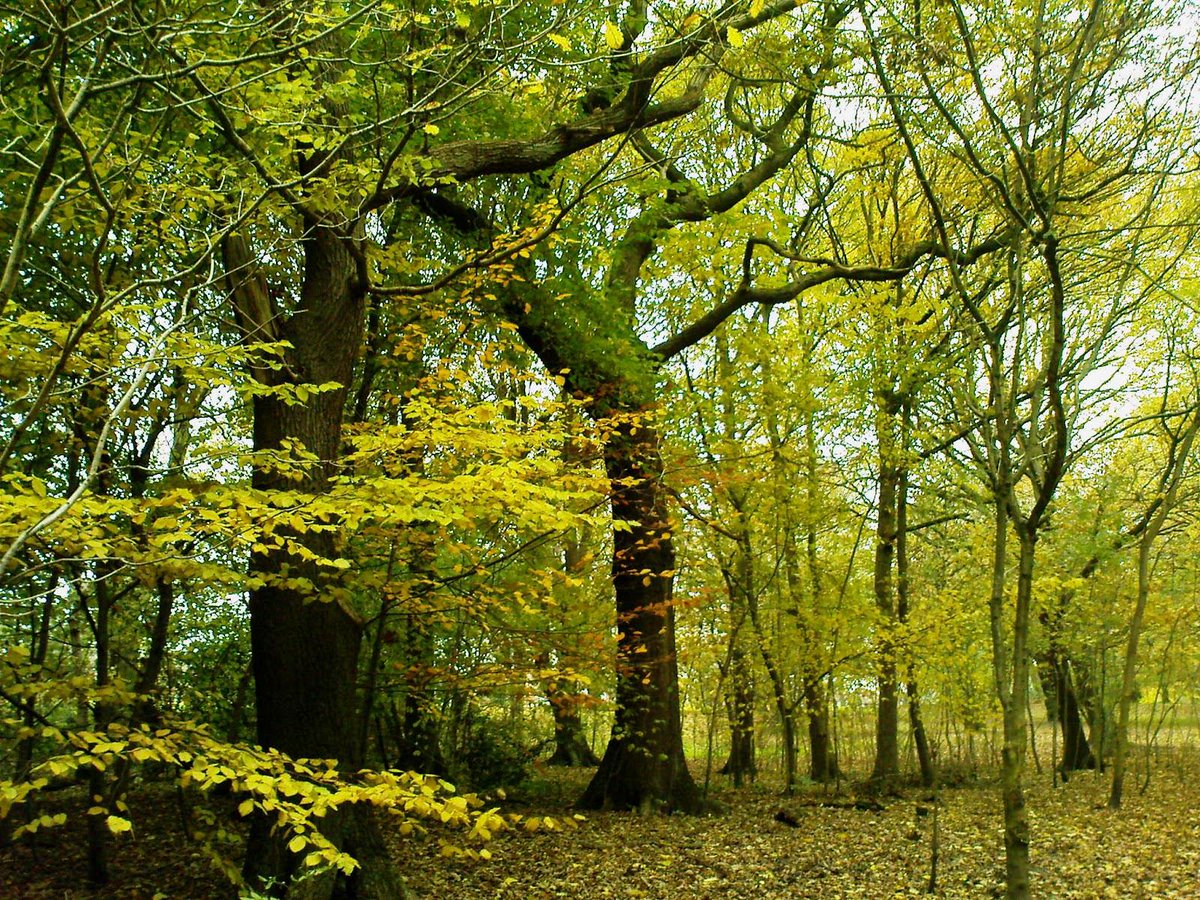 BramleyGood's tweet photo. Bramley Fall Woods is a beautiful part of our town :) #Bramley Photo @ http://t.co/w67iisPibD http://t.co/SUcOWCIGrO