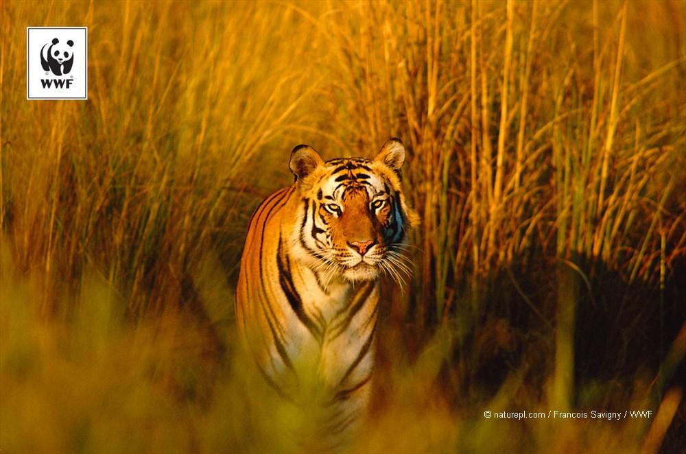 Descubre WWF tweet media