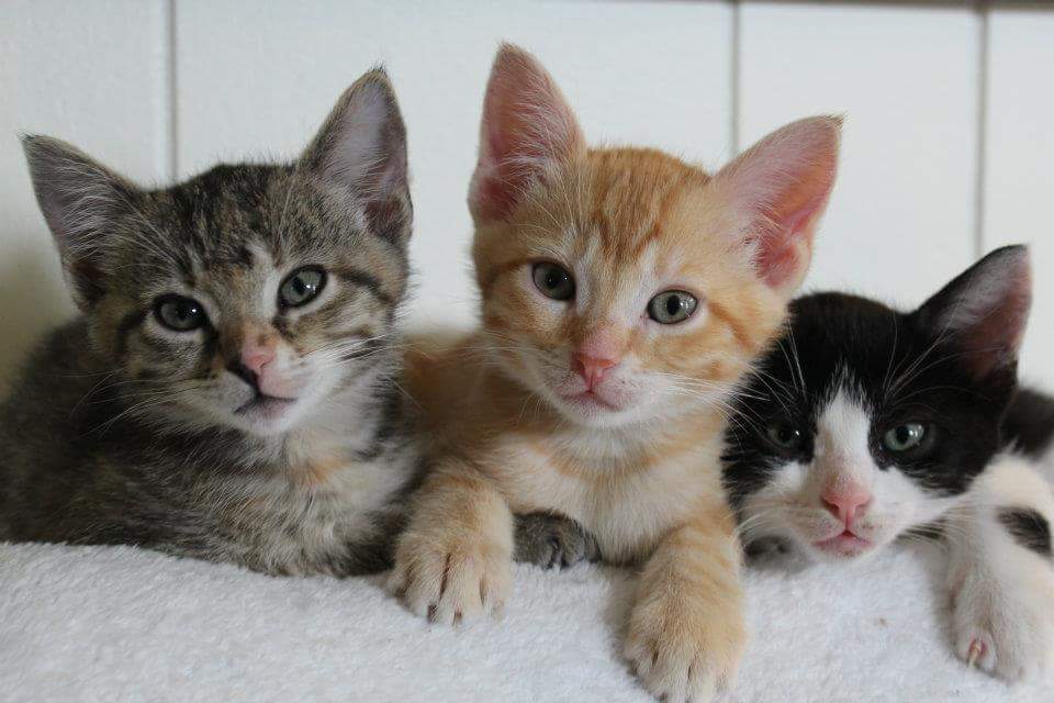 tenthlifecats's tweet photo. Little lives and big loves. Help us help them. http://t.co/bF0aQa3VRT #SavedByTenthLife #GiveSTLDay http://t.co/Fm4jFMuhZU