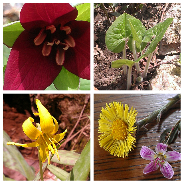 greenbirdspirit's tweet image. #VermontSpring training run in the mts also heard an #Owl @lagganmountains @duartlodge I was testing new running gear