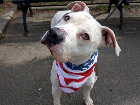UrgentPart2's tweet photo. SPARTACUS - A1033719 - TO BE DESTROYED &amp;#8211; 05/06/15
A volunteer writes: Just his ... - http://t.co/F7v7N3CQ8y http://t.co/tsdWxID494