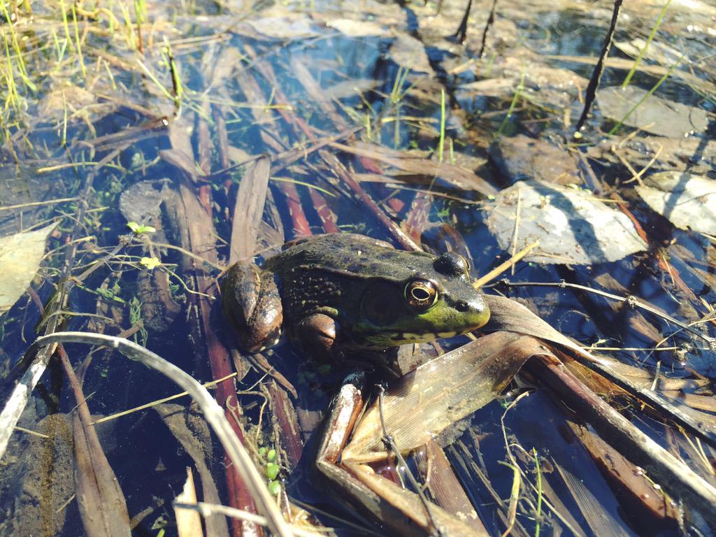 copperbottom_cc's tweet photo. happy hour with the neighbors. 🐸 #itainteasybeinggreen #tcmi #nature #springtime #happyhour #northernmichigan http://t.co/87uh3ICgKs
