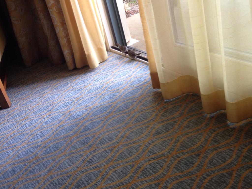 Two birds just wandered into my room. #imediasummit