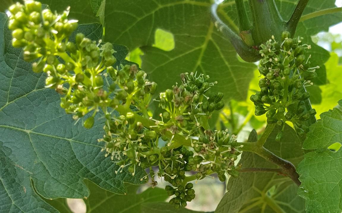 And in another milestone of a young but fast moving season, we have bloom in the vineyards! Grapes come next!