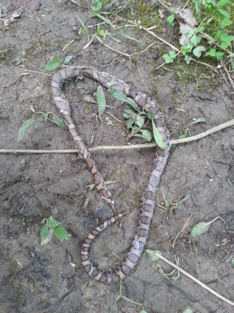 EricFreimuth65's tweet photo. @OhioDivWildlife milk snake? not too familiar but I first thought it was a copperhead It was dead when I found it http://t.co/4VRD84HBHc