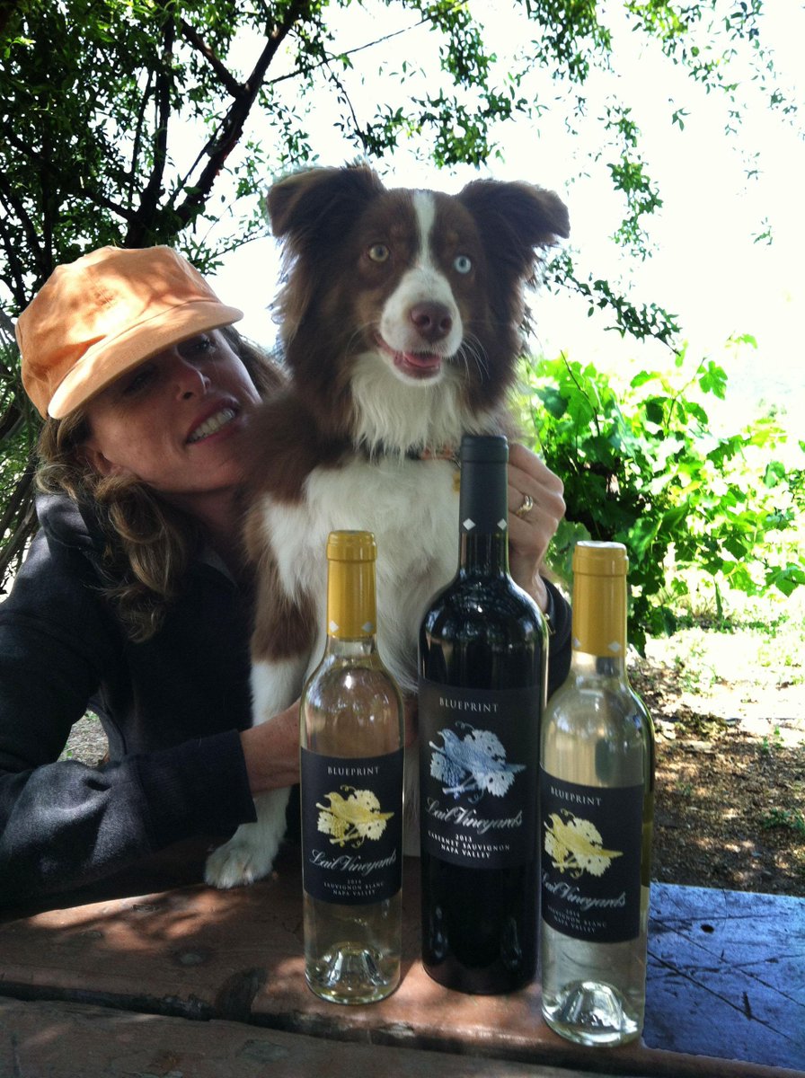 lailvineyards's tweet photo. Lucy, our unofficial vineyard dog for #BlueprintTuesday. Her 1 blue, 1 golden eye makes her irresistible, Faith. http://t.co/K7W6oVFYVD