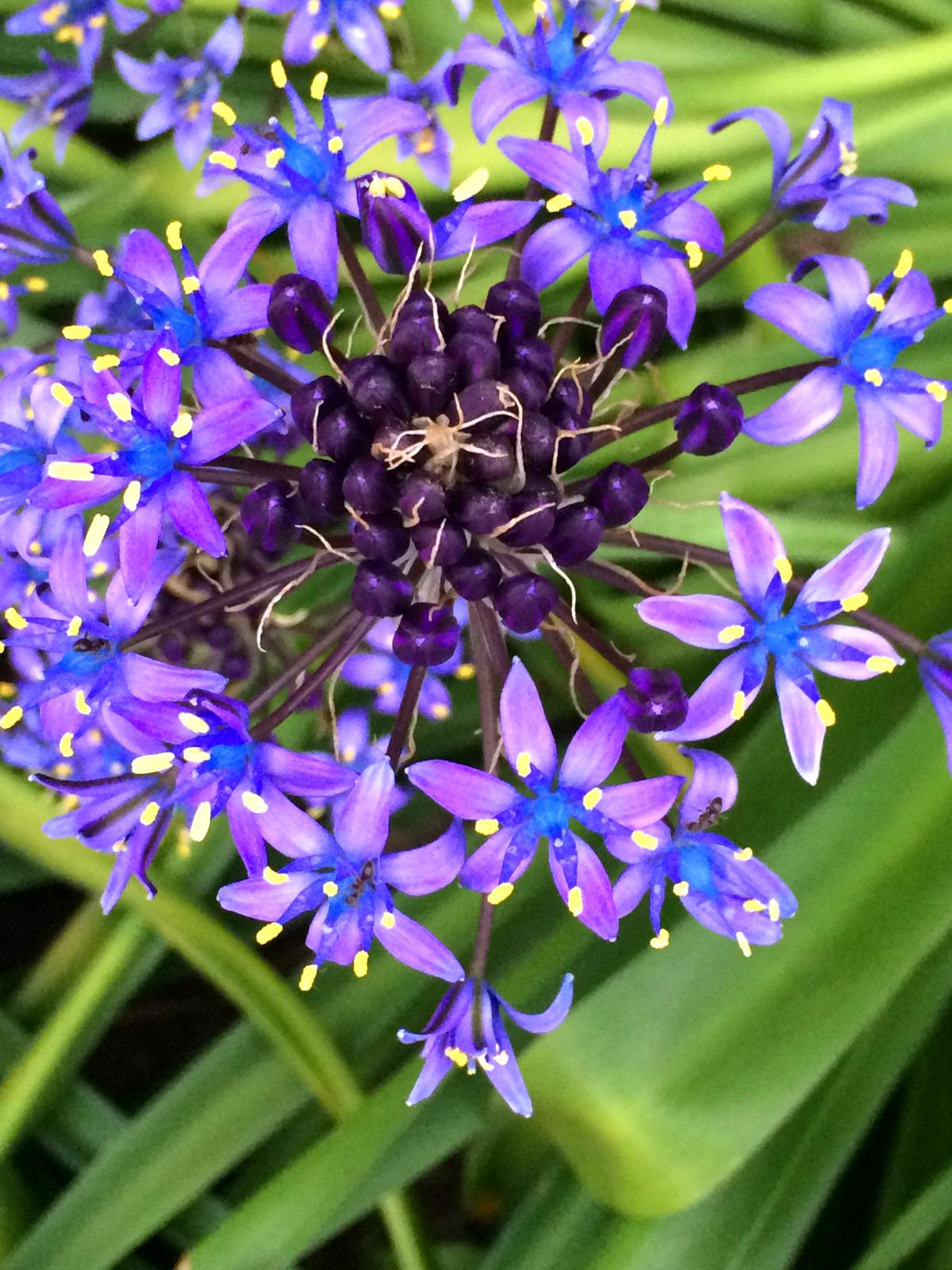 Miles スマイル 事情により休止 シラー ペルビアナ 別名ワイルドヒヤシンス 花言葉 変わらない愛 しんぼう強さ さびしさ 隠れた価値 冷静 ユリ科 シラー スキラ ルツボ 属 花の名は鱗茎に毒を含むため ギリシャ語でskyllo 害になる Http