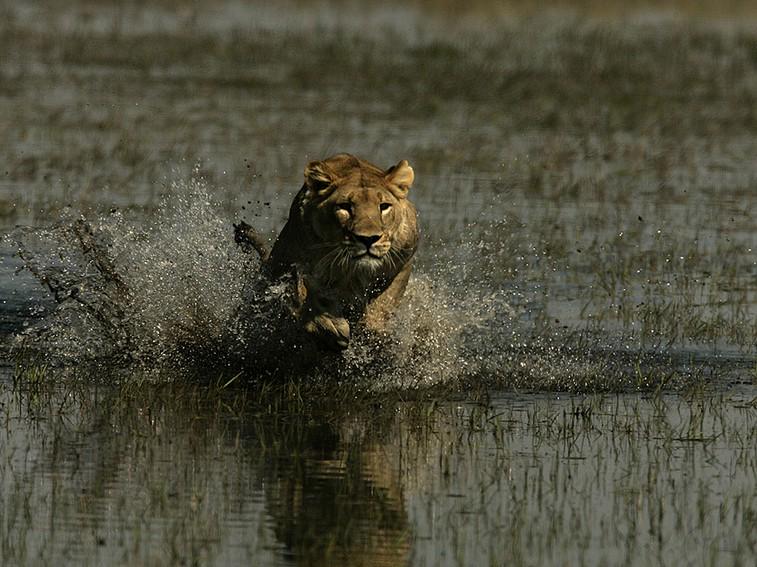 NatGeoAnimals's tweet image. It's the mane attraction... #LastLions starts now!