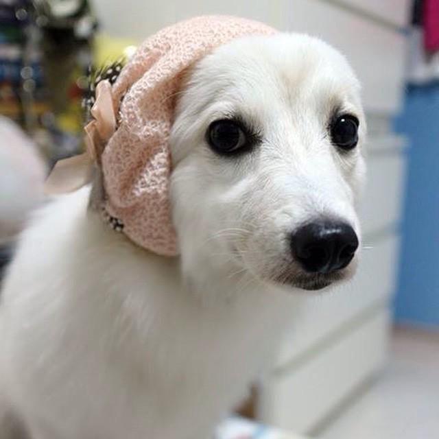 obliviousbunny's tweet photo. Pixie's new look #noears #Pixiethejs #dressedupdog #accessories #bigeyes #instapuppy #petstagram #petsmagazinesg #d… http://t.co/Aj0rXEkmZh