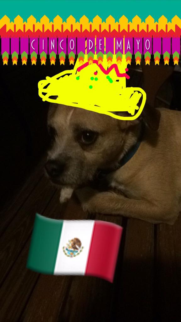 jackupnorth115's tweet photo. ¡Happy Cinco De Mayo! Do they make doggie tequila? http://t.co/6xSYHMgCy7