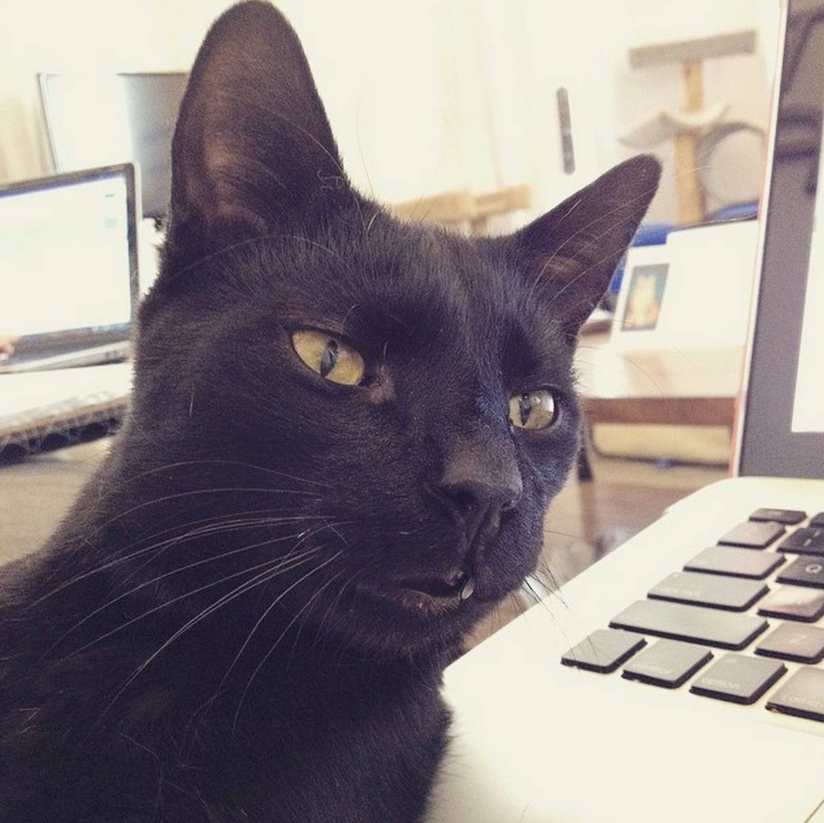 tenthlifecats's tweet photo. Kai is adding the numbers &amp; sees that we're REALLY close to our goal. Help us tip the scales? http://t.co/bF0aQ9Mktj http://t.co/USfZb9OS00