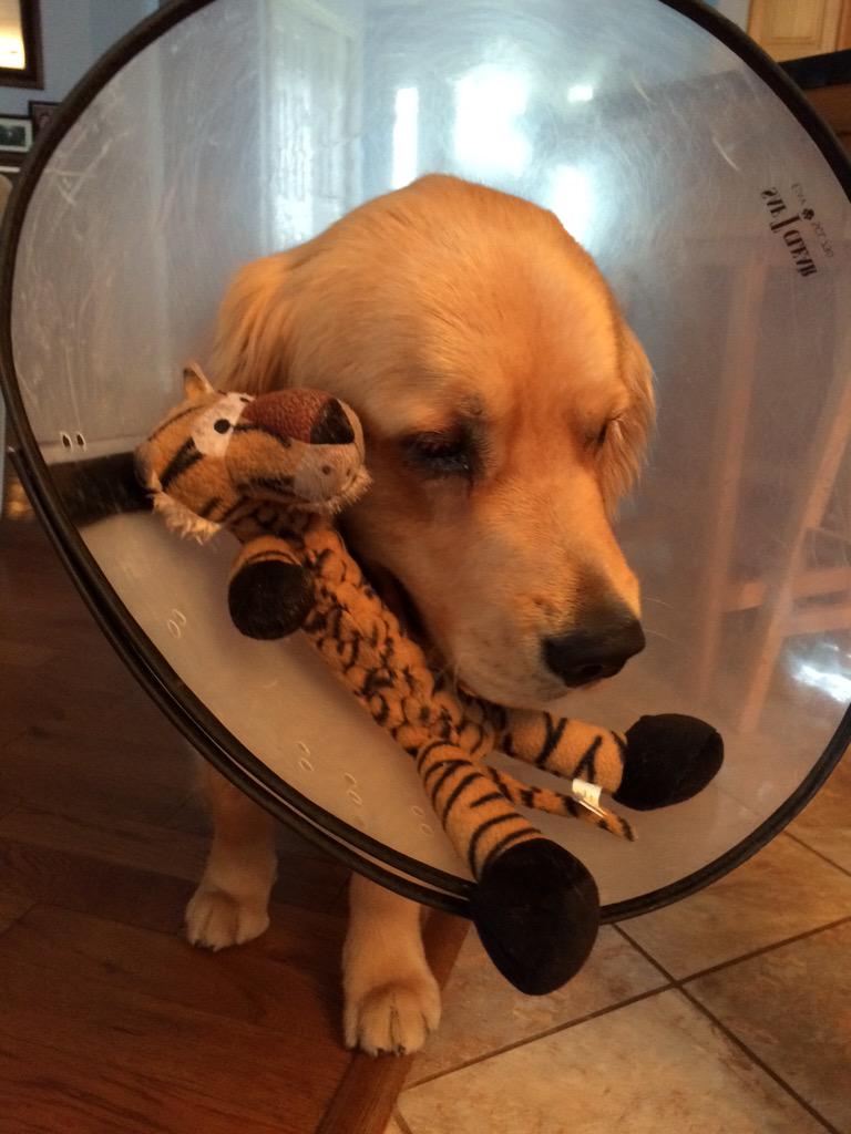 mackscott3's tweet photo. "I love my new cone because it can hold my toys for me"
- love Beckham
Poor guy😔 @scotty_dawg_ http://t.co/rtQIoYw7sv