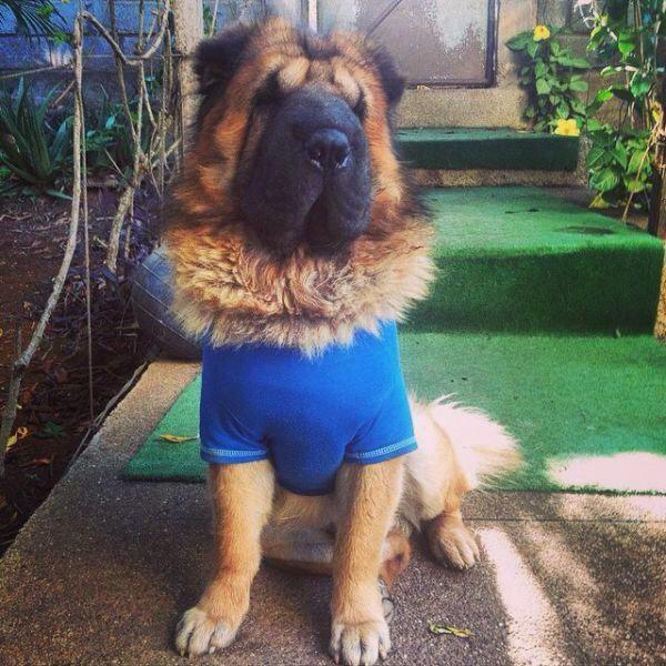 alyssacase's tweet image. Get me this dog