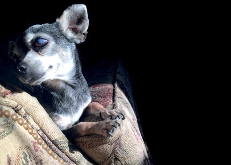 htmlmarissa's tweet image. my photogenic lil old lady