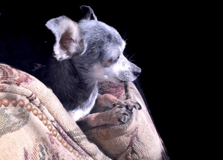 htmlmarissa's tweet image. my photogenic lil old lady