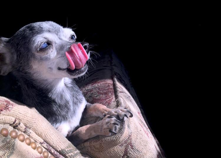 htmlmarissa's tweet image. my photogenic lil old lady