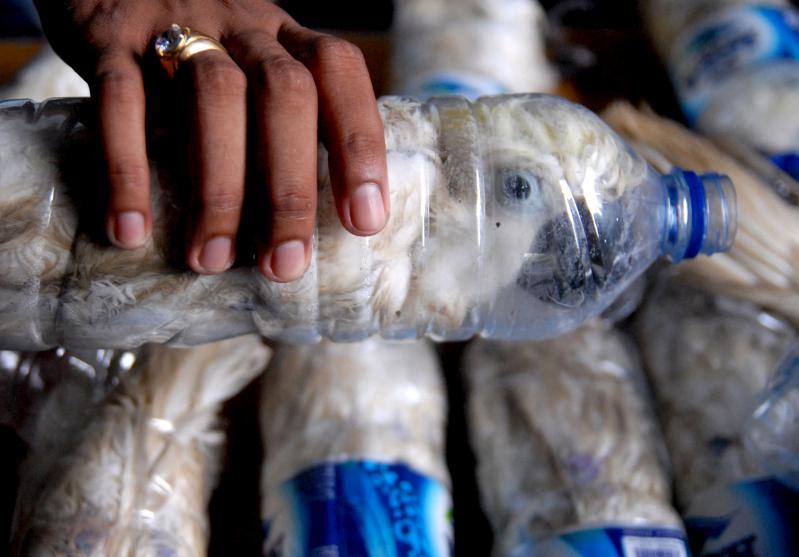 T13's tweet photo. Impactantes imágenes muestran cruel contrabando de cacatúas en botellas de plástico » http://t.co/g1bo7bWONs http://t.co/7NbtlJFuHM