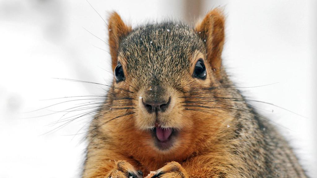 Squirrel Pics (@squirrel_pix) on Twitter photo 