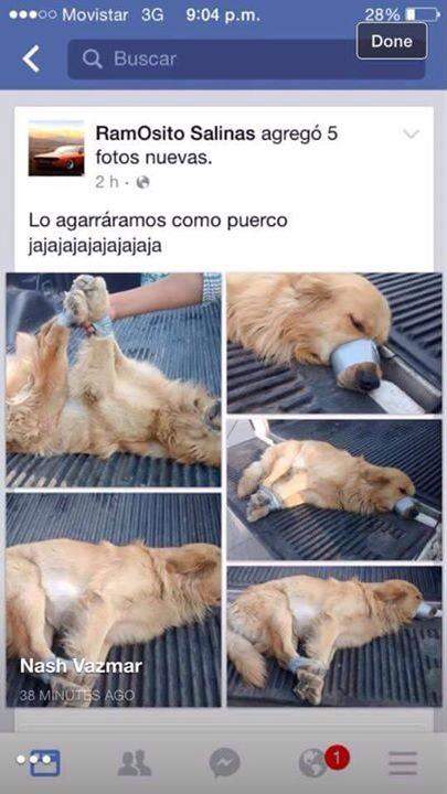 marupalacios28's tweet photo. #UVMvsperros no permitir que sigan maltratando animales @UVMMEXICO no permitir que estudiantes suyos hagan esto http://t.co/zRMomdaWuL