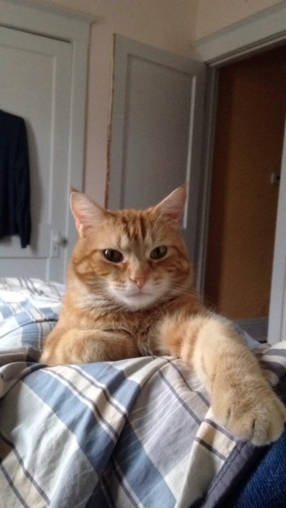 PBnJilly's tweet photo. This is Hobbes who was #SavedByTenthLife! It's #GiveSTLDay consider donatingto @tenthlifecats https://t.co/jzTjOZfRdo http://t.co/46a43Fb9uO