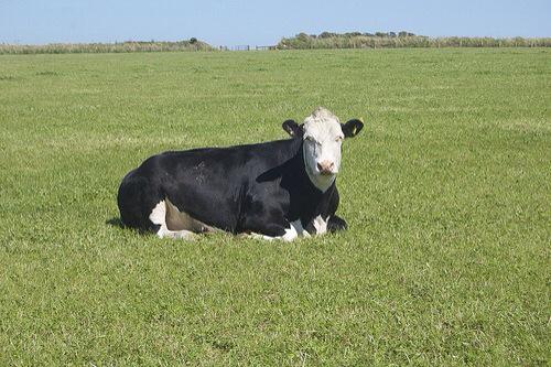 SheafferSteven's tweet photo. Ground beef? #needbeef2015 http://t.co/n0sMyZcWac