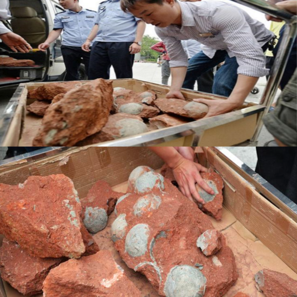 DMAX_es's tweet photo. Obreros encuentran 43 huevos de dinosaurio fosilizados mientras instalaban cañerías en China. http://t.co/G53vm8BNgS