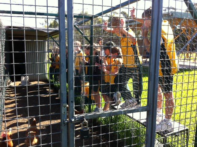 My class were very excited to take me to meet their chickens, they are very fond of them! #ACUedu_p #lifecycles