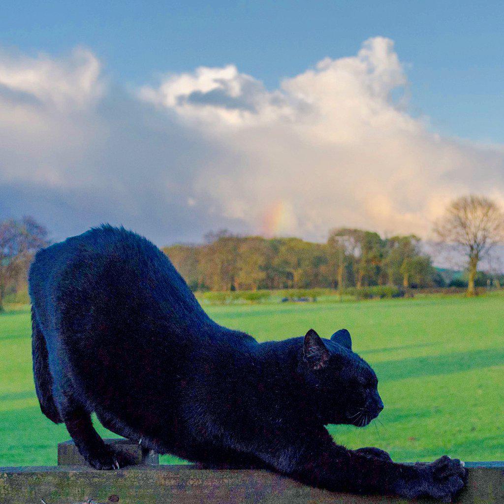 FerrisSheepCat's tweet photo. Bruce #MicroPanther #farmcat #farmlife #rainbow #weather http://t.co/Ixul6ByCYt