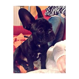 - Il mio grande amore 💖💖🐾 #frenchbulldog #George #5mesi #superciccione #perfortunachecisei findelight.net/frenbull_detai…