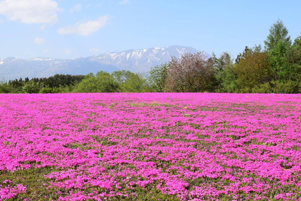 岩手県広聴広報課 芝桜の絨毯 雫石町にある花工房らら倶楽部の芝桜の丘が見頃を迎えています 春の香りに包まれながら岩手山を眺めてみませんか Http T Co 3yyn3ycodf Twitter