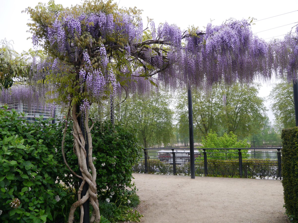 NIEZSTUDIO's tweet photo. #Orléans - Plafond de #Glycines : Wisteria floribunda-Saison VIII - P.#Niez  
Plus de photos : http://t.co/pXDMKvTEOF http://t.co/KOtIzN2xRS