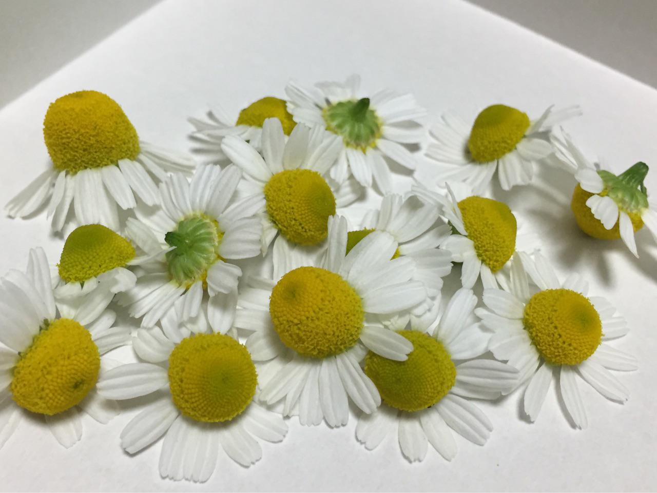 Ni Lab カモミールの花を15個摘んだ 虫を除くのが大変 Http T Co Lgshddl480 Twitter