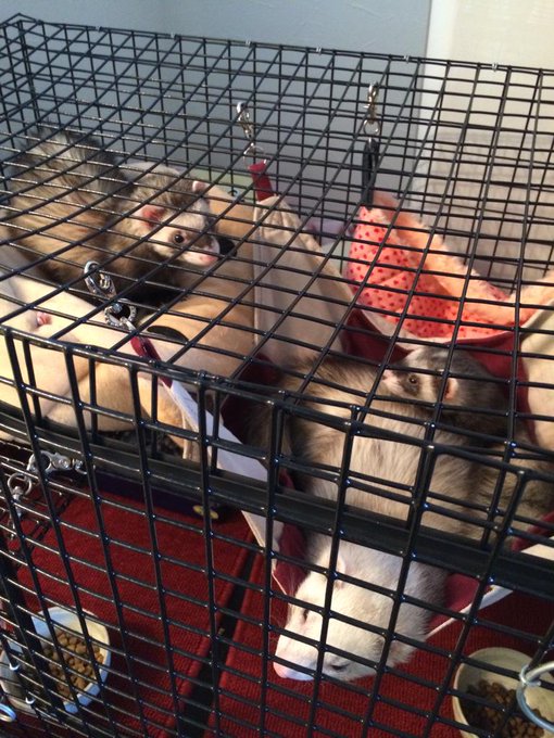 来客のため滅多にはいらないゲージに入れられる 