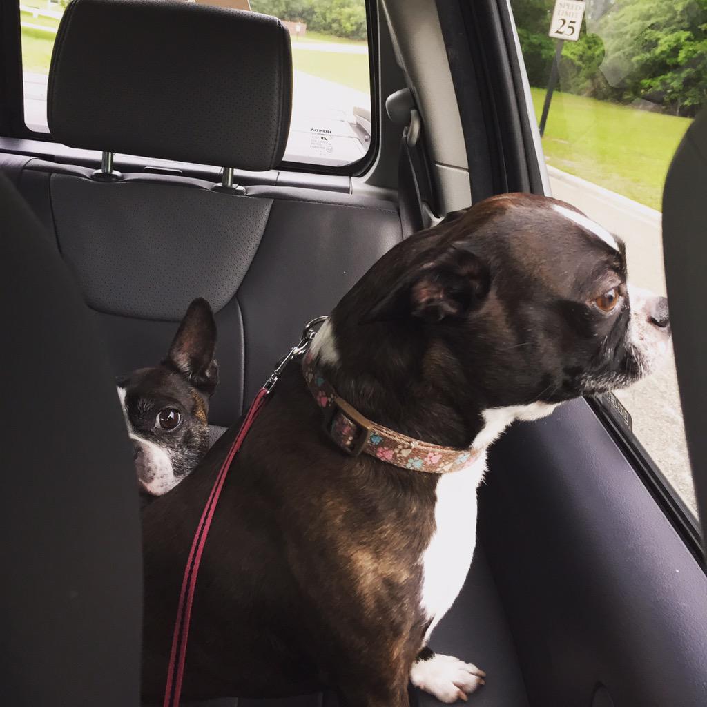 davidhanscom's tweet photo. Taking my bitches to get their nails did between training sessions #highclassdogs #waitdidicallthembitches http://t.co/aNO6yLs4Kt