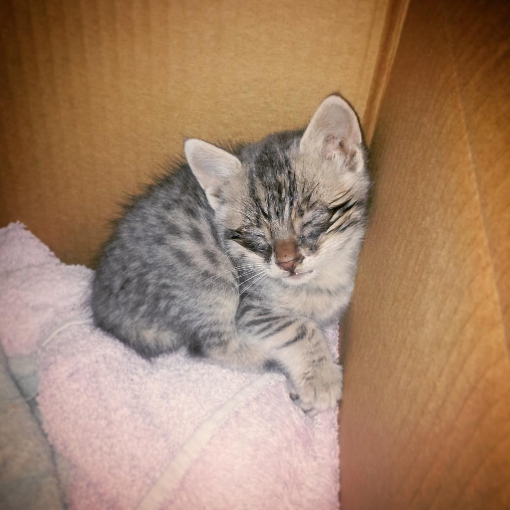 meroselli's tweet photo. Encontré este gatito abandonado dentro una palangana. Esta en adopción. Tiene 30 días aprox y es macho. http://t.co/4ZTxWw7NfC