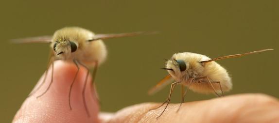 まなしな 知り合いに可愛い虫教えてって聞かれた時は ネコハエトリ トラツリアブ カイコガ オオスカシバ を迷わず勧めています どれも日本に住んでいる虫です もふもふ Http T Co Nta9qojzq3