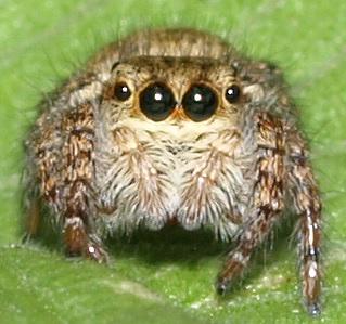 トップ100もふもふ 可愛い 虫 最高の動物画像