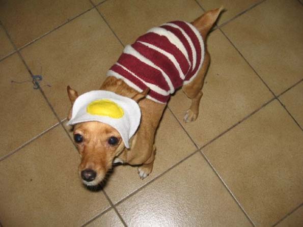 INKpress_SW's tweet photo. @EnzoPupsickle @Prince_O_P Nom-nom #dogfood #fullenglish #dogsoftwitter #enzorocks http://t.co/JyEWr78J0n