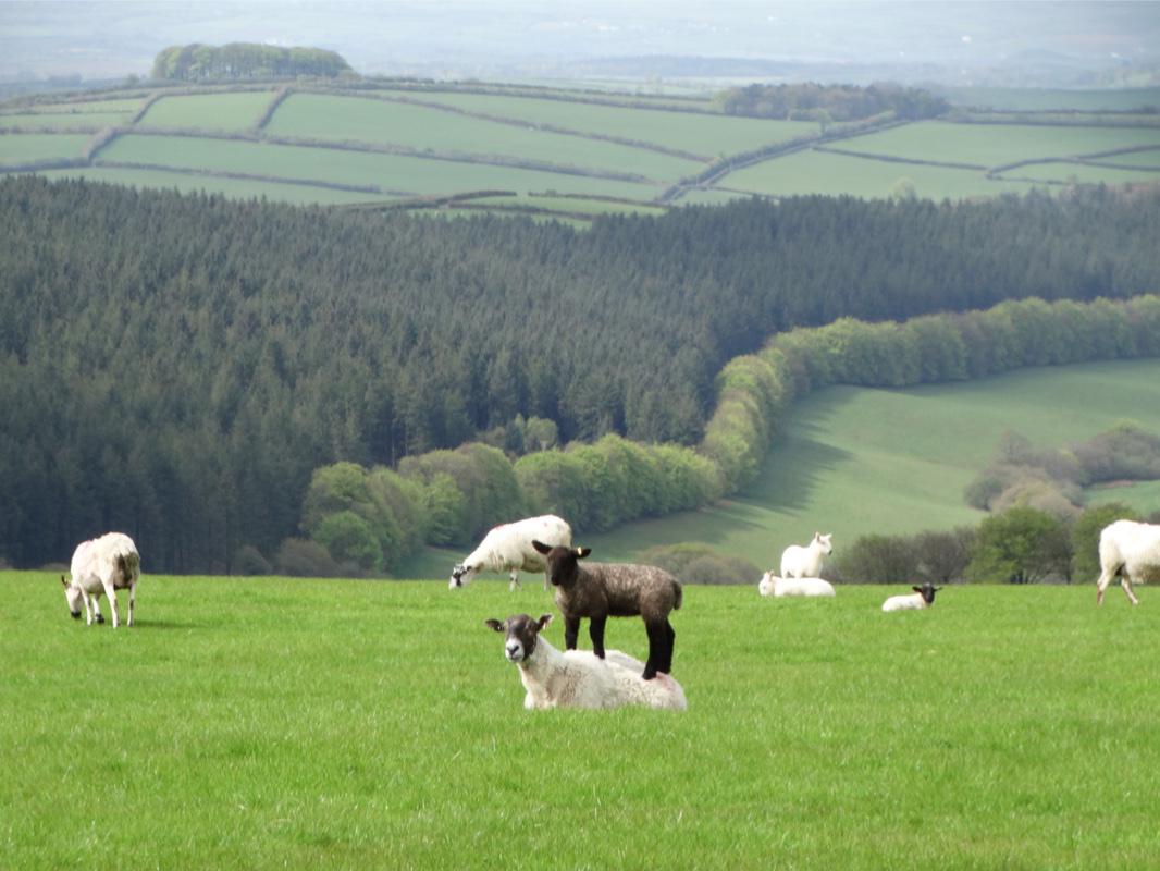 No rest for this Momma :-) #Exmoor
